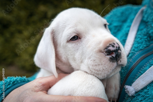 White puppy Dogo Argentino
