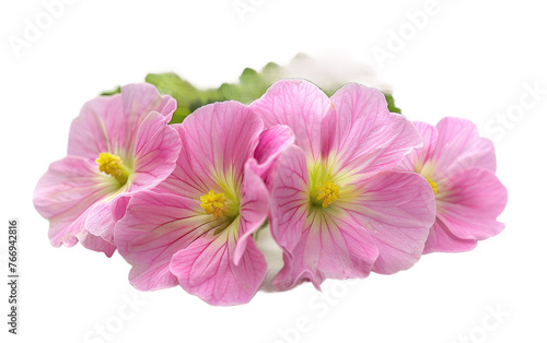 Primrose in Pink Bloom isolated on transparent Background