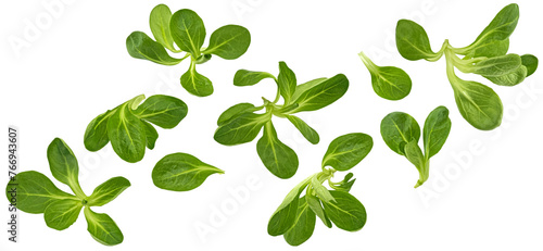 Fresh lamb lettuce, corn salad leaves isolated on white background
