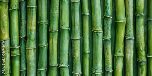 Green Bamboo Stalks Pattern