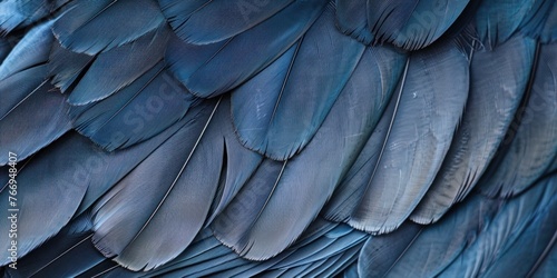 Close-Up Blue Feather Texture