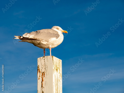 Herring gull on wooden pole against blue sky, Limfjord, Nordjylland, Denmark photo