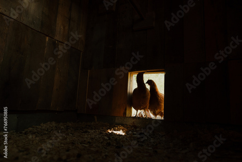 Two red hens at the entrance to a small chicken coop on a rural farm. A look from the chicken coop at the chickens entering. Ecologically pure, rural scene