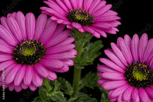 Fluorescent pink African daisies against black background