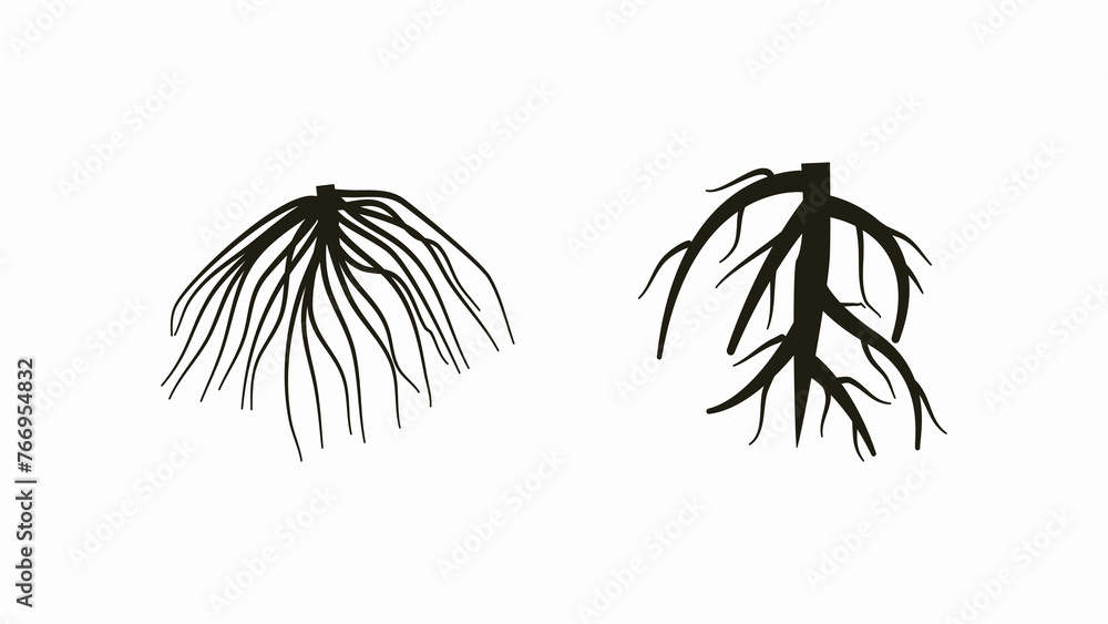 two type root system, tap root and fibrous root. - obrazy, fototapety, plakaty 