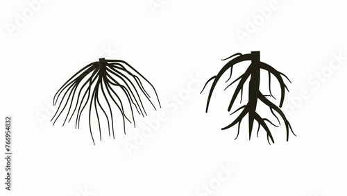 two type root system, tap root and fibrous root.