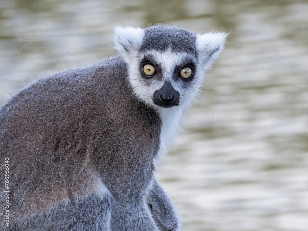 Obraz premium Famous Madagascar Maki lemur, Ring tailed lemur. Wildlife photography. Flowing river background. Black and white color with orange eyes