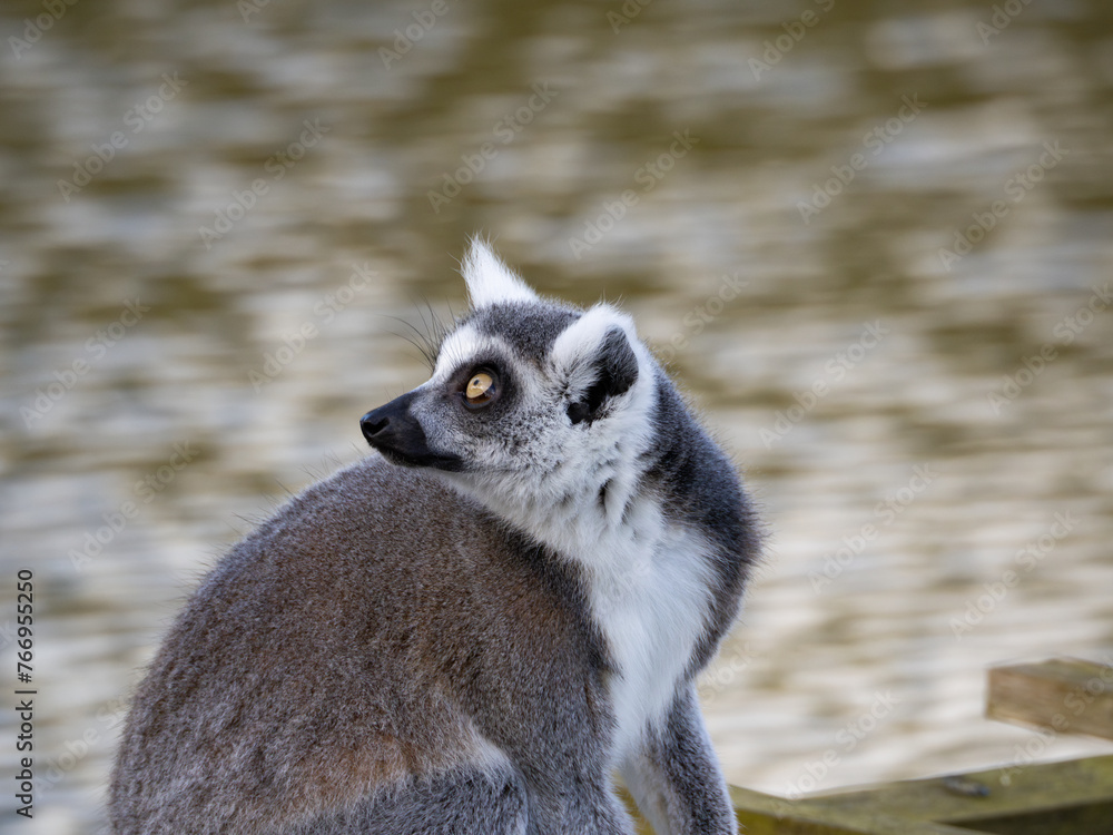 Fototapeta premium Famous Madagascar Maki lemur, Ring tailed lemur. Wildlife photography. Flowing river background. Black and white color with orange eyes