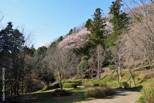 【神奈川県】春の津久井湖城山公園  根小屋地区