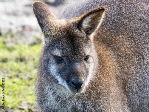 Head Portrait of a Wallaby Single wallaby kangaroo close up in front of a rock face