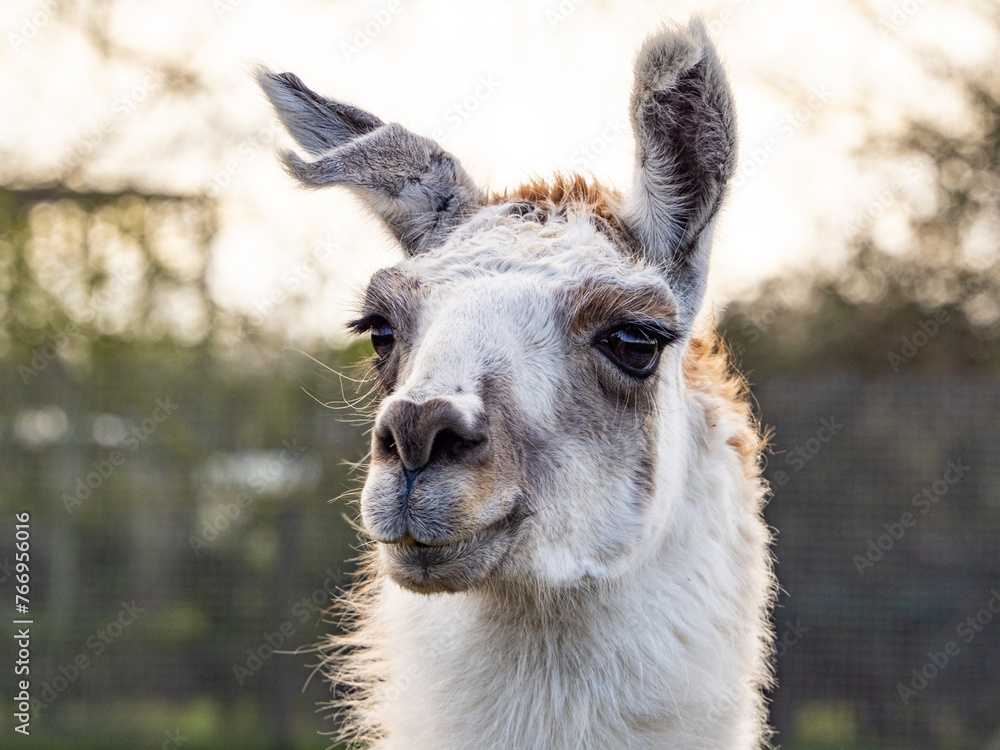 Wild Llama Facing Camera. Beautiful animal llama, white, close-up. Head of an older female animal.
