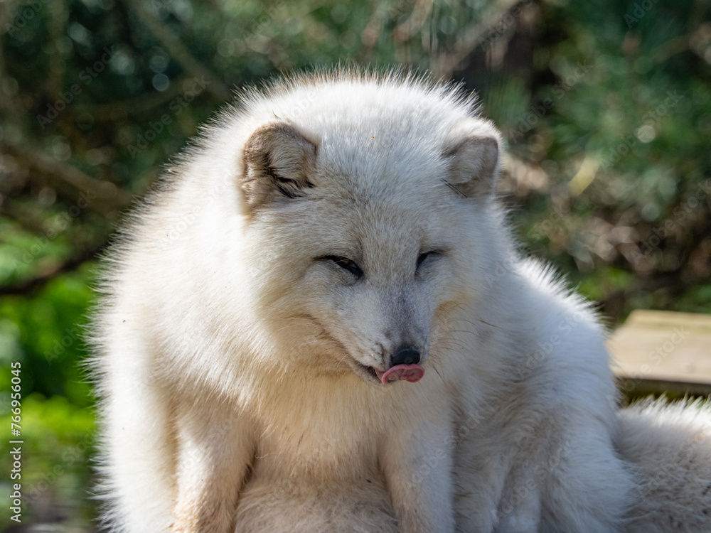 Cute white fox muzzle close-up, in the winter fur. Sleeping Arctic Fox enjoying the springtime sunlight. Cute white fox muzzle close-up, in the winter fur. Sleeping Arctic Fox enjoying the springtime sunlight.
