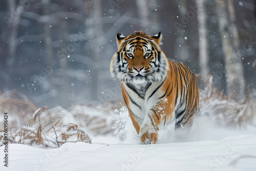 Amur tiger running in the wild winter landscape