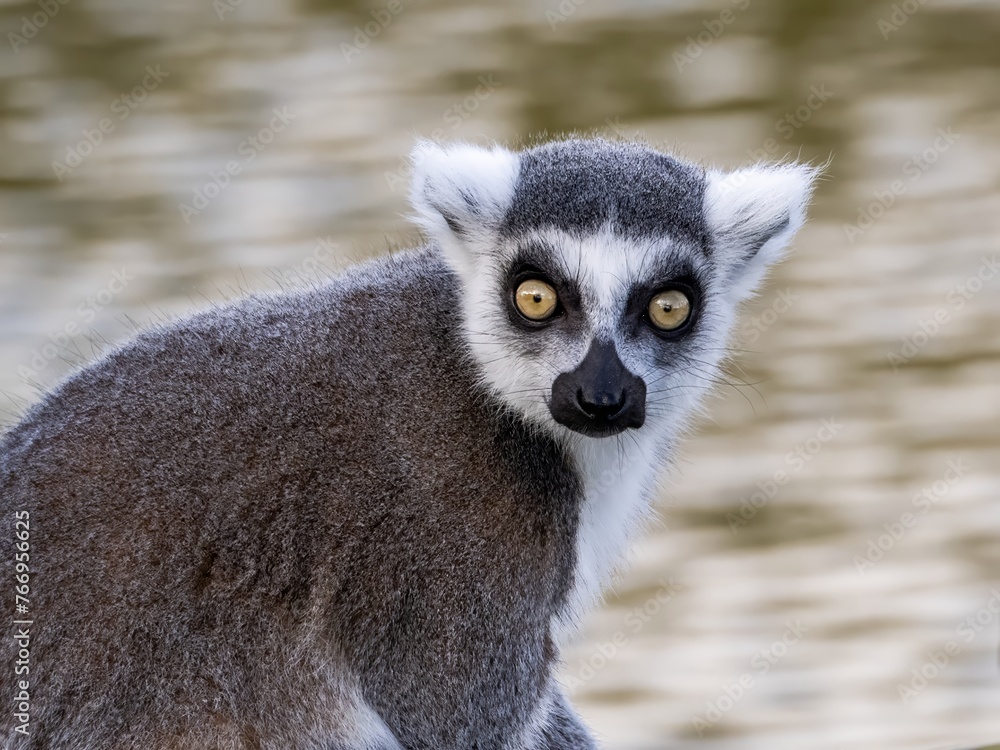 Fototapeta premium Famous Madagascar Maki lemur, Ring tailed lemur. Wildlife photography. Flowing river background. Black and white color with orange eyes