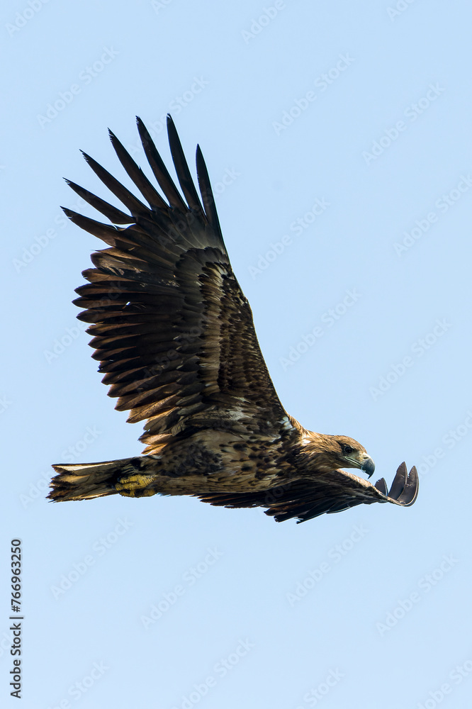 Fototapeta premium Junger Seeadler bei der Jagd
