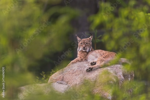 A beautiful lynx is resting on a rock. Wildlife scene from Europeanm nature. Wild cat in the nature forest habitat. portrait of a bobcat.