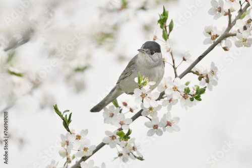 Sylvia atricapilla. A male Eurasian blackcap is  sitting on the flowering twig. Spring in the nature. photo