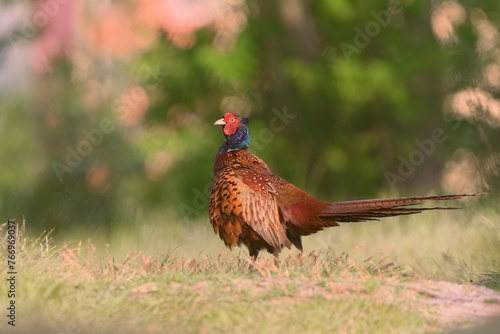 Wallpaper Mural A beautiful male common pheasant in the nature habitat. Wildlife scene from nature. Phasianus colchicus. beautiful male pheasant in the grass. Torontodigital.ca