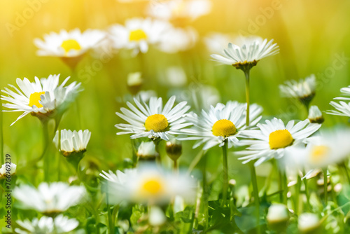 Bright background colorful spring flowers in the meadow