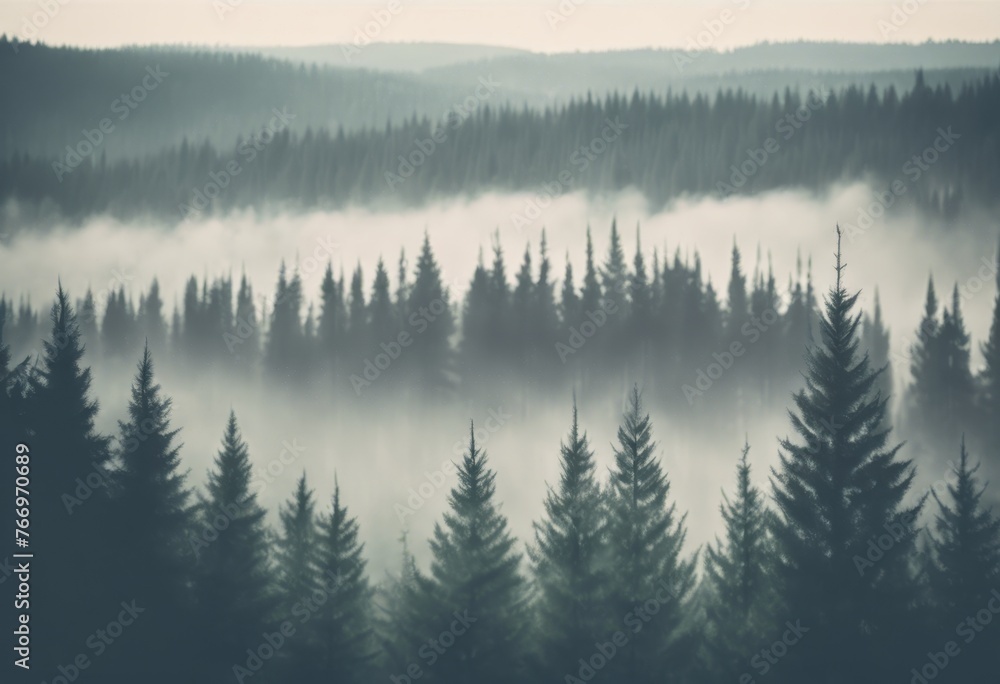 Forest of Norway, aerial photography. Norwegian forest in the fog. Beautiful natural background.