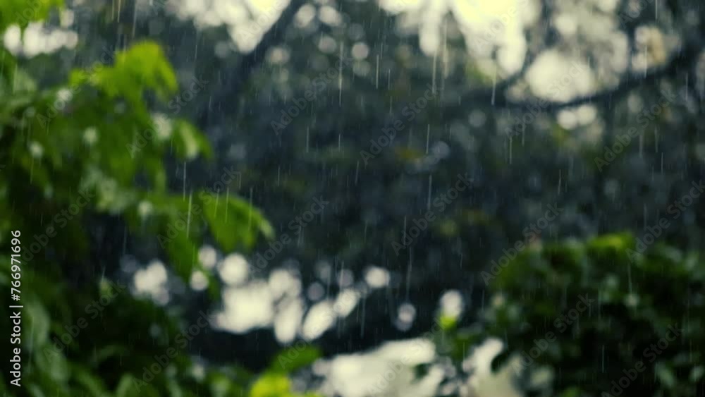 Rain in the flower home garden. Raindrops on leaf trees, light Rain Falling On Tree Leaves, soft rain Rain in the flower home garden. Raindrops on leaf trees, light Rain Falling On Tree Leaves, soft rain