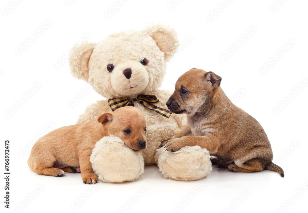 Two small puppies near a toy bear. Two small puppies near a toy bear.