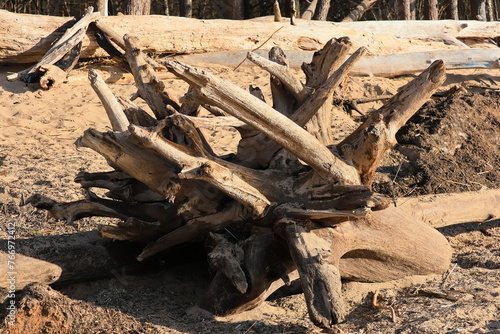 tree on the beach