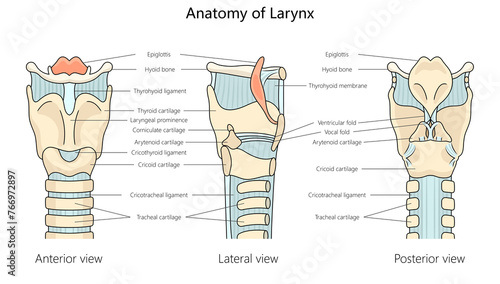 human larynx anatomy with labeled parts from anterior, lateral, and posterior views structure diagram hand drawn schematic raster illustration. Medical science educational illustration photo