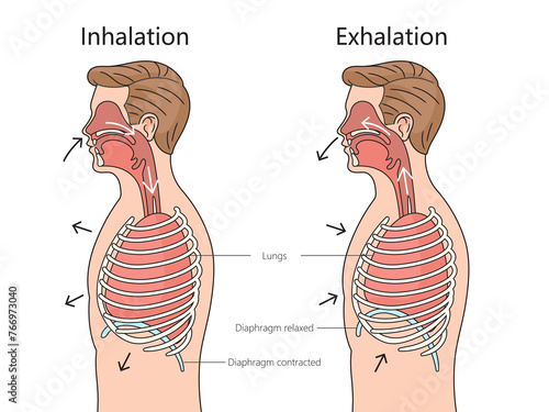 Inhalation and Exhalation process respiratory system side view structure diagram hand drawn schematic raster illustration. Medical science educational illustration