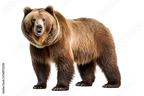 Large Brown Bear Standing Next to White Background. On a Clear PNG or White Background. © Masood