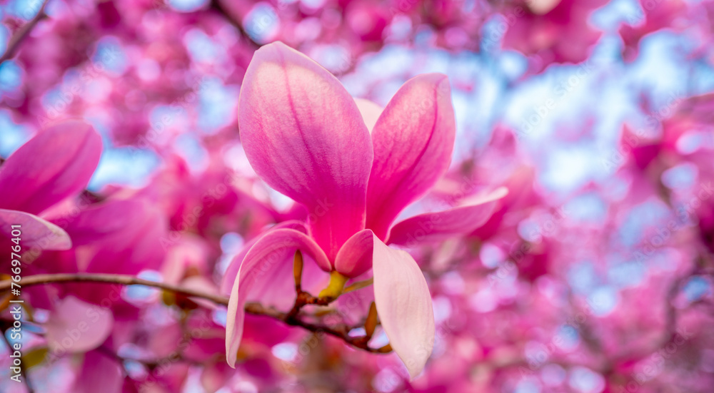 Fototapeta premium Blossom magnolia flower. Magnolia flowers. Spring background.