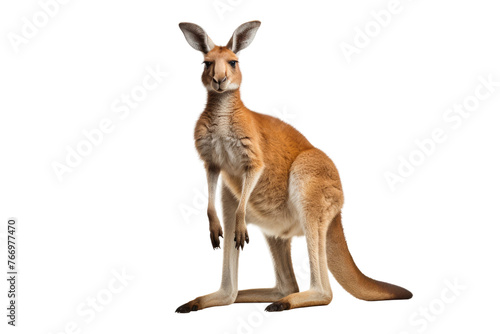 Kangaroo Standing on Hind Legs. On a Clear PNG or White Background. © Masood