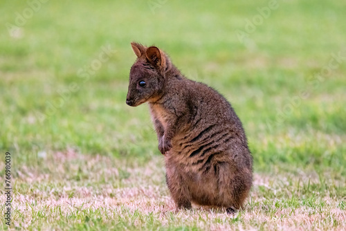Tasmanian Pademelon, Thylogale billardierii, also known as the rufous-bellied pademelon or red-bellied pademelon. A marsupial relative of wallabies and kangeroos and found in Tasmania. © Rixie