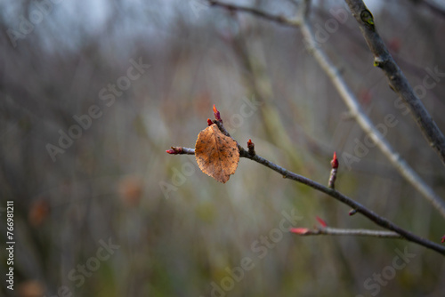 Brown chokeberry leaves. In the blurred background, developing fruit buds