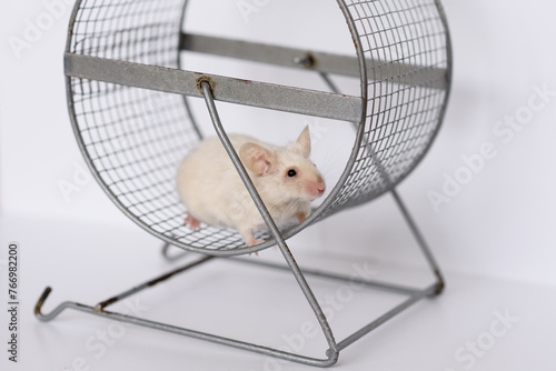 Картината върху платно domestic mouse in running wheel