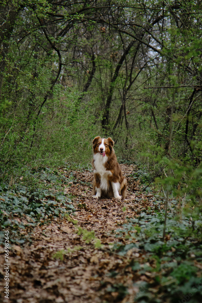 Atmospheric photo of a pet in nature. A beautiful brown Australian Shepherd sits and poses on a trail in a spring green forest. A charming dog on a walk in the park. Atmospheric photo of a pet in nature. A beautiful brown Australian Shepherd sits and poses on a trail in a spring green forest. A charming dog on a walk in the park.