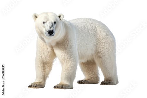 Polar Bear Standing on White Background. On a Clear PNG or White Background.