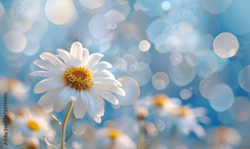 Single vibrant white daisy with soft bokeh background in a dreamy setting