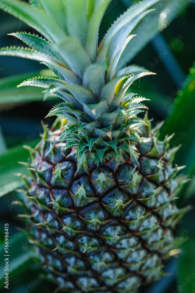 Fototapeta premium Pineapple grow on tree in garden