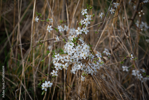 Little white flowers of wild fruit trees. The small white flowers stand out against a background of dry brown grasses. photo