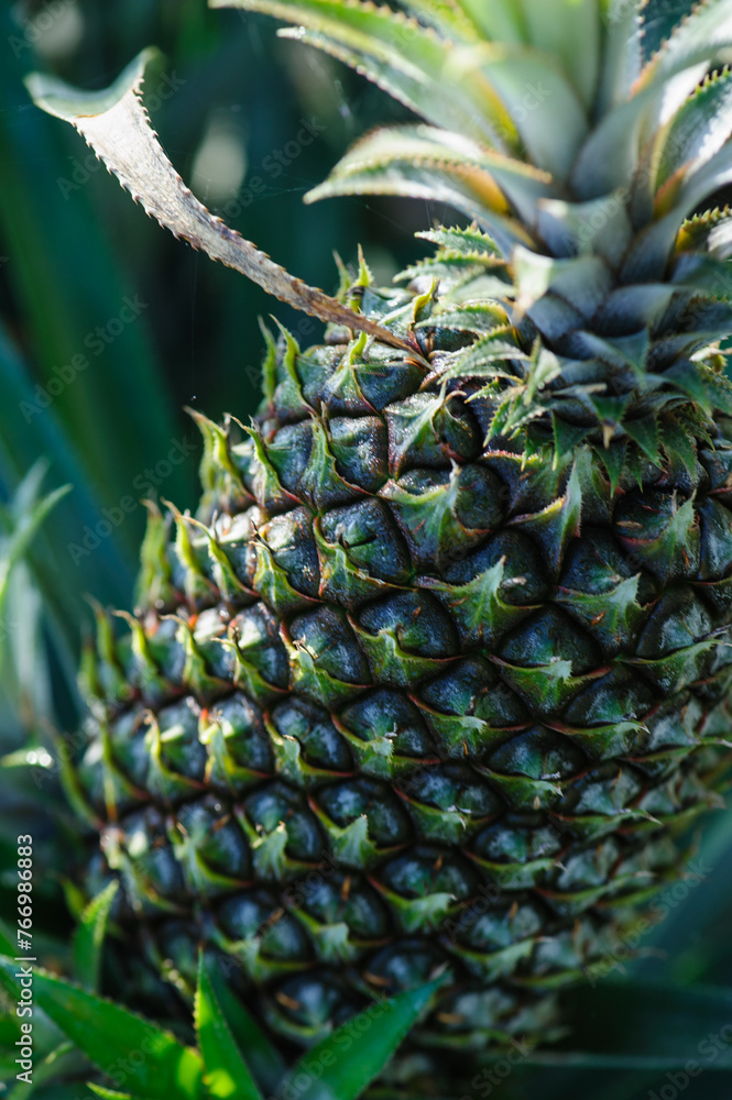 Fototapeta premium Pineapple grow on tree in garden
