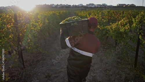 Field worker carries a full crate of white grapes through rows of grape terroirs in the setting sunshine  photo