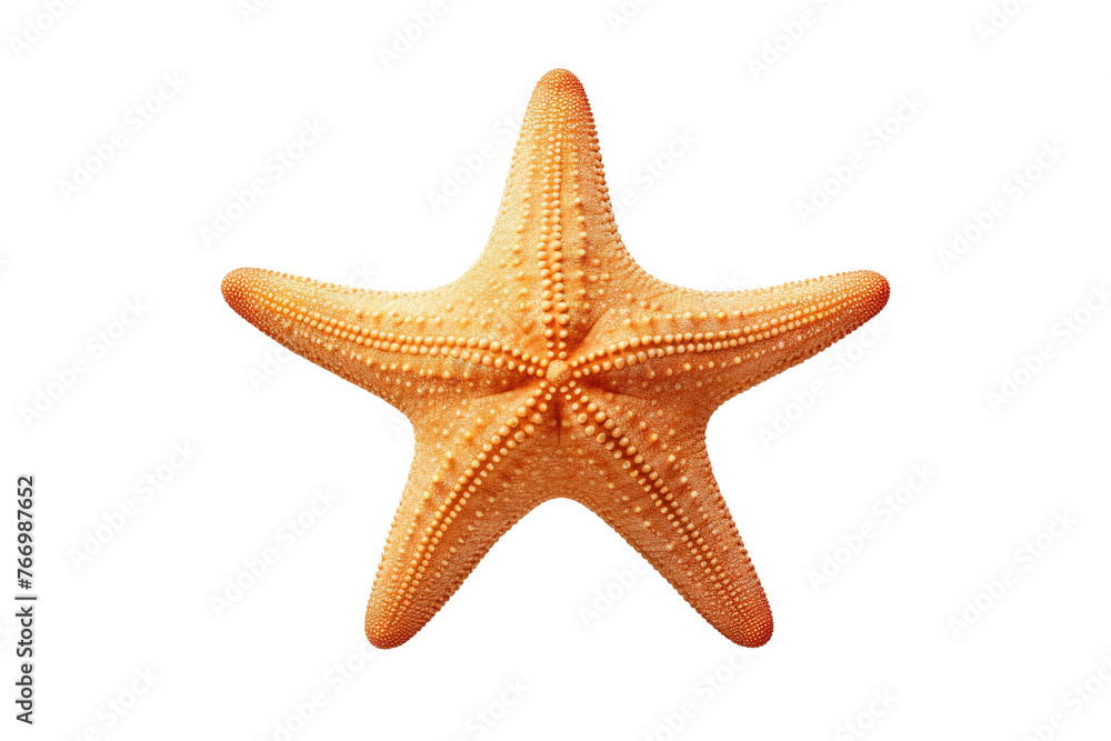 Starfish on White Background. On a Clear PNG or White Background. Starfish on White Background. On a Clear PNG or White Background.