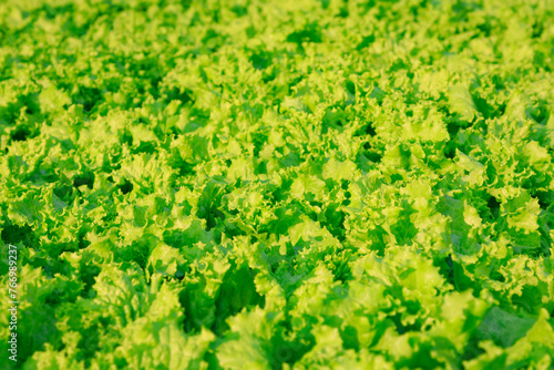 Green Lettuce salad, Fresh lettuce leaves, Organic vegetable plantation
