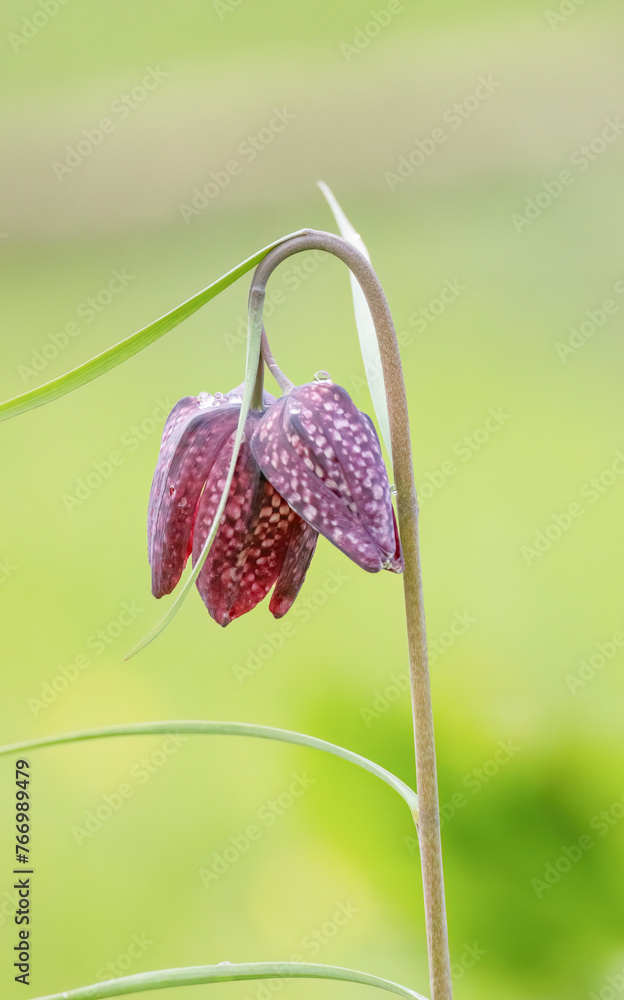 Kiebitzei, Fritillaria meleagris Kiebitzei, Fritillaria meleagris