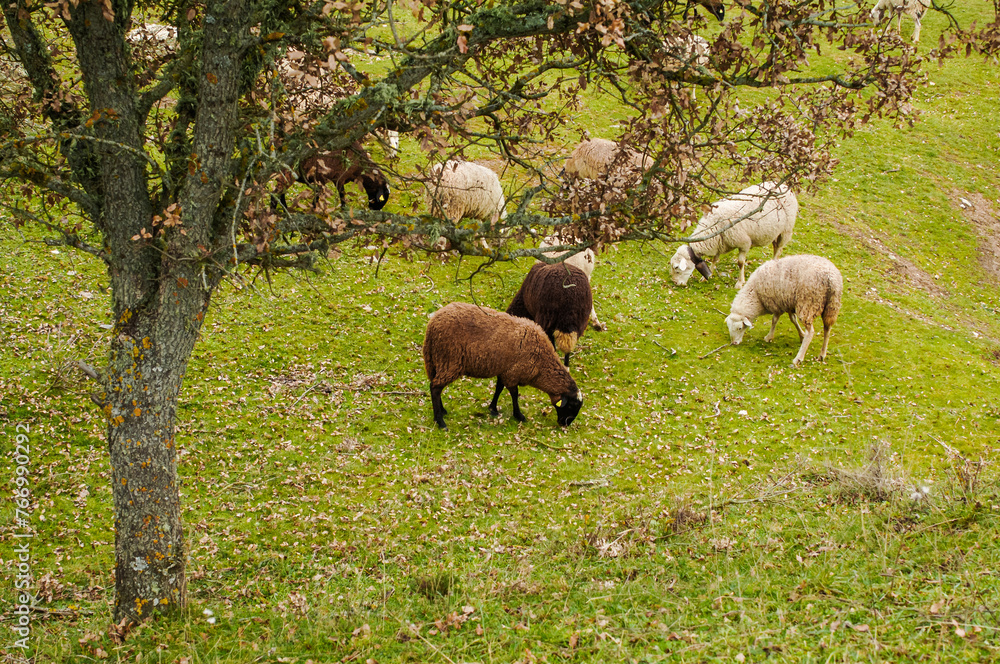 Brown and white sheep grazing on the green field. Brown and white sheep grazing on the green field.
