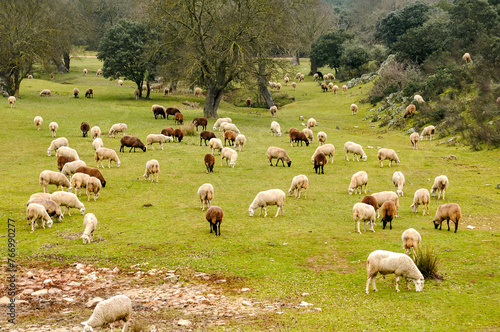 Sheep grazing in a green meadow with trees.