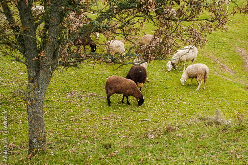 Brown and white sheep grazing on the green field.