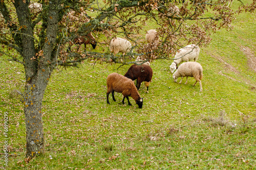Sheep graze in the field in Spain.
