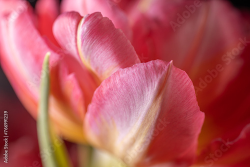 Blooming onion tulips on a black background. Festive decor for Mother's Day, Women's Day, Birthday.